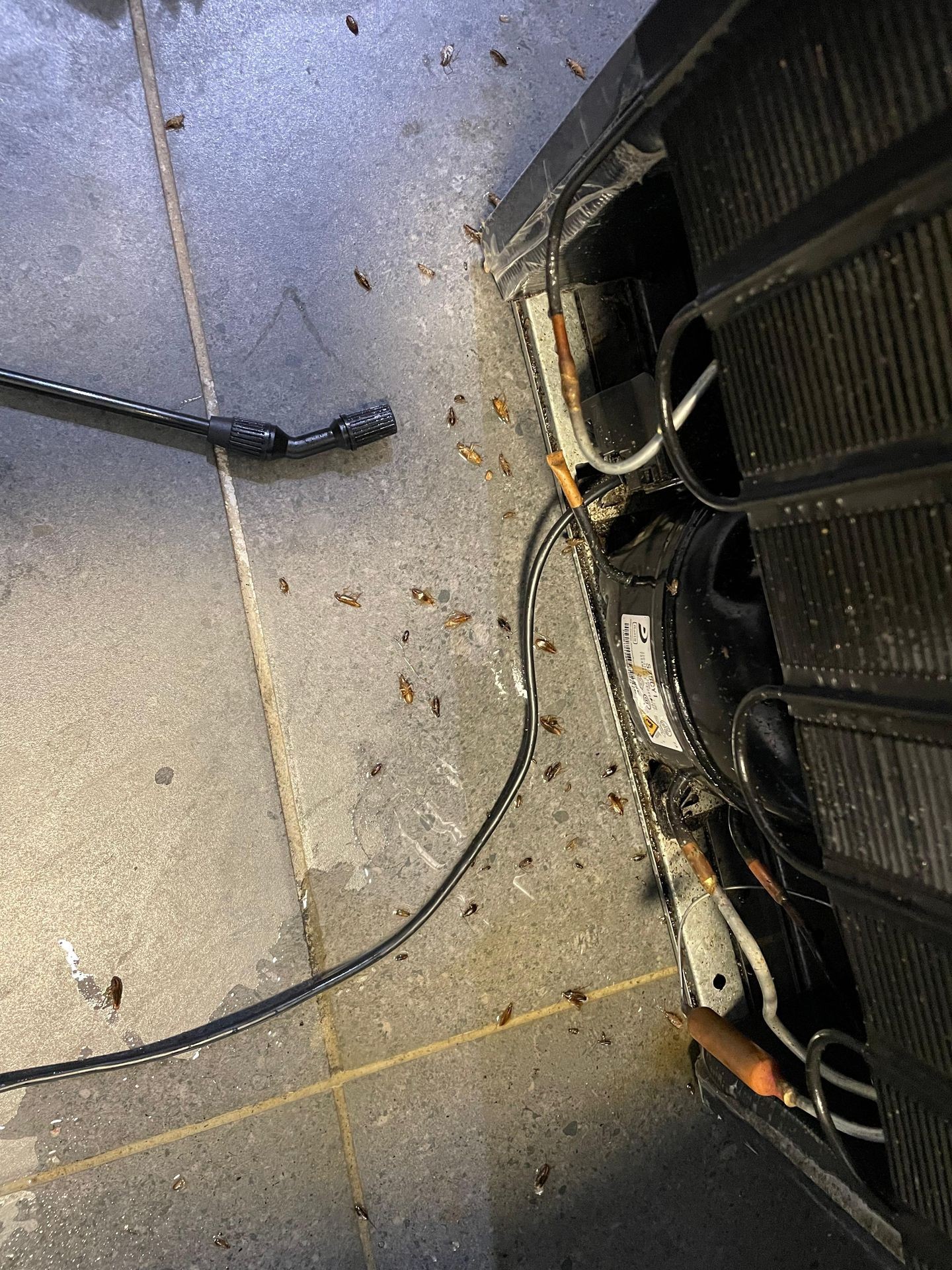 Safe Cockroach Removal & Prevention