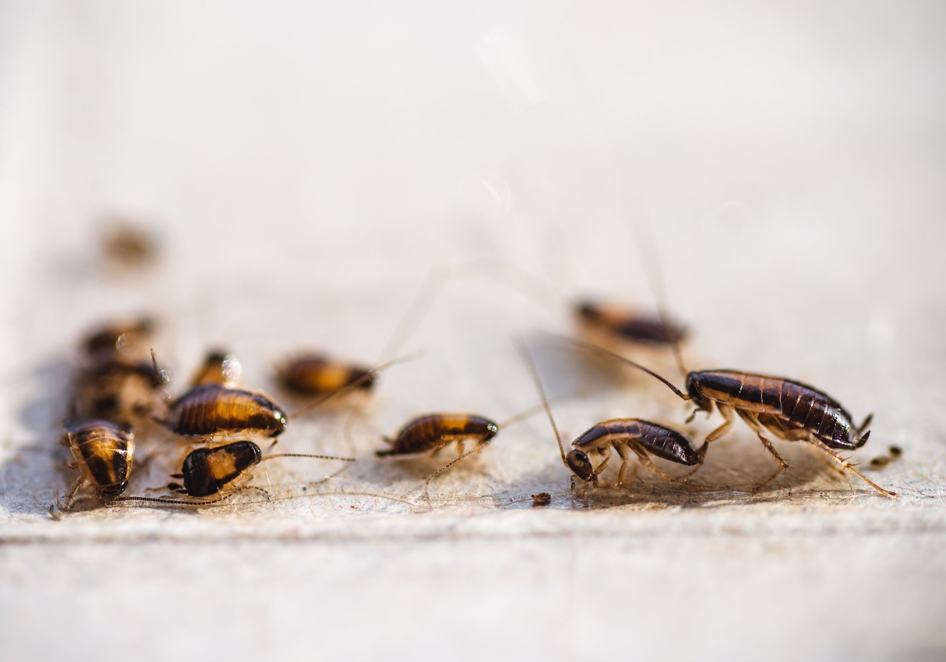 Many little cockroaches in one place