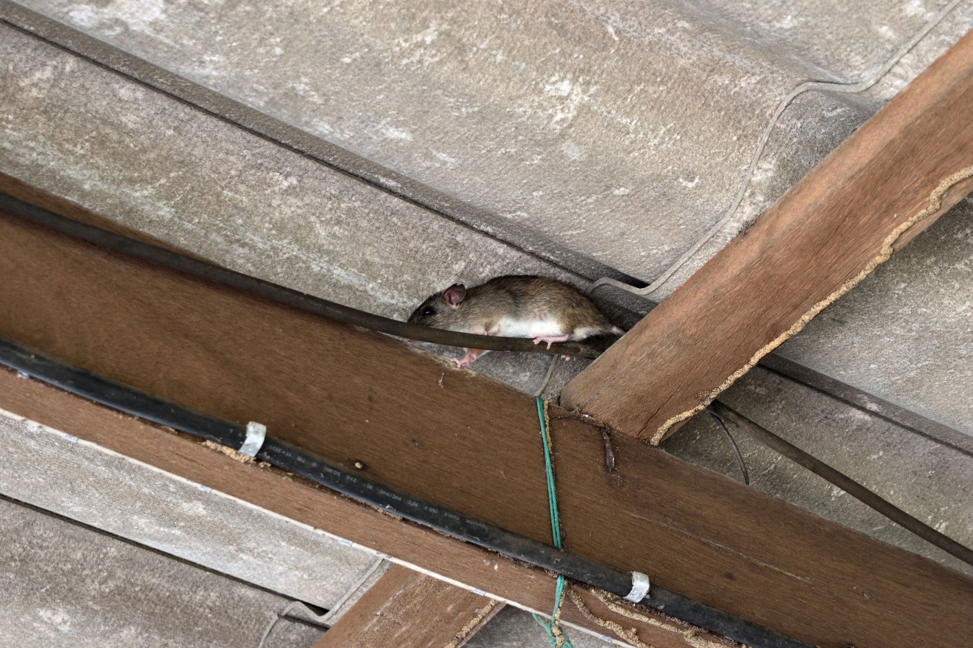 Hiding of the rat